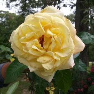 Meet your Posher, Virginia